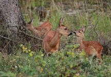 Ricke mit Kitzen Goldbachtal FKB